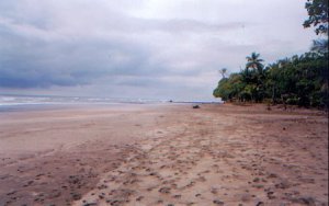 Playa Ballena